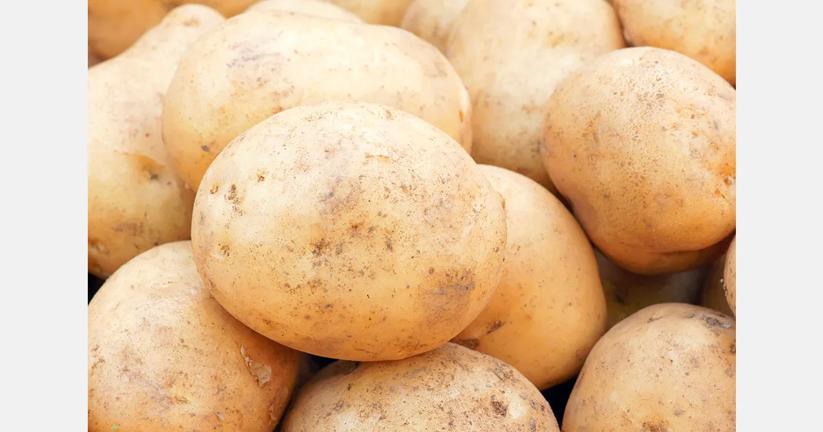 Экспорт картофеля из Казахстана сохраняют на фоне стройки хранилищ