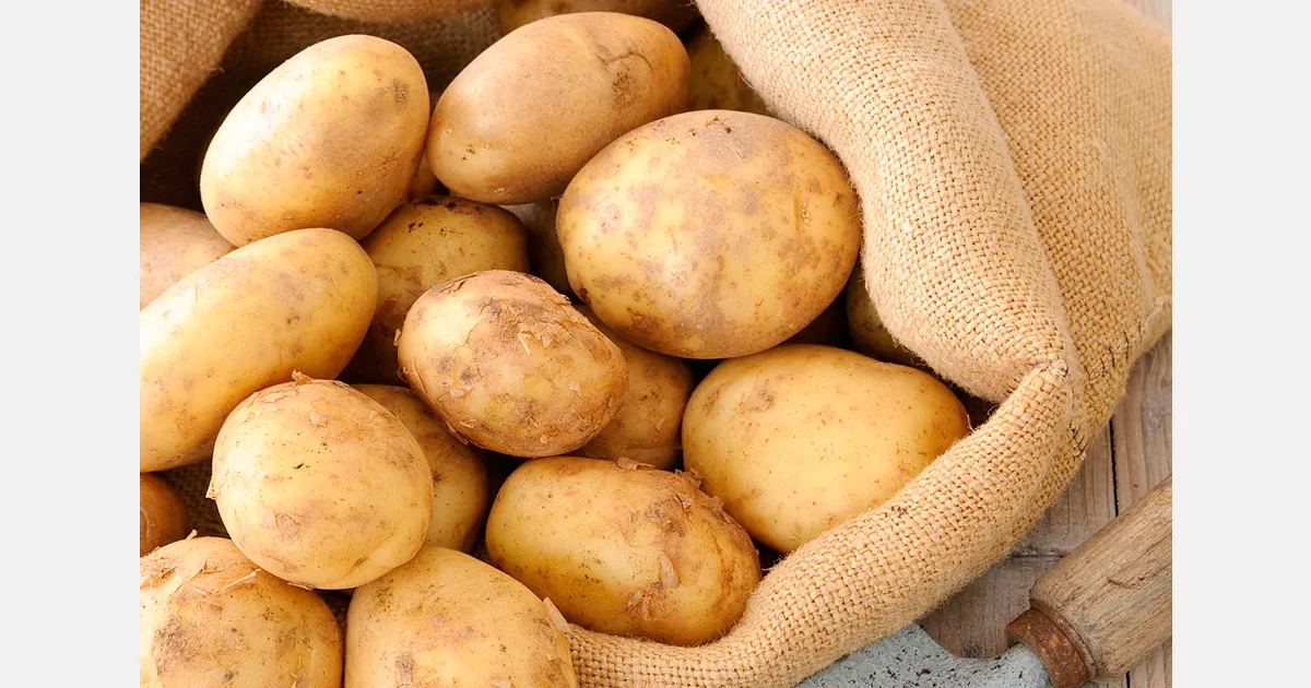 Экспорт картофеля: Пакистан ищет путь через Китай в ЦА