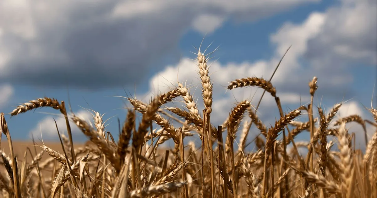 Экспорт российской пшеницы в марте вырастет до 4,5 млн тонн