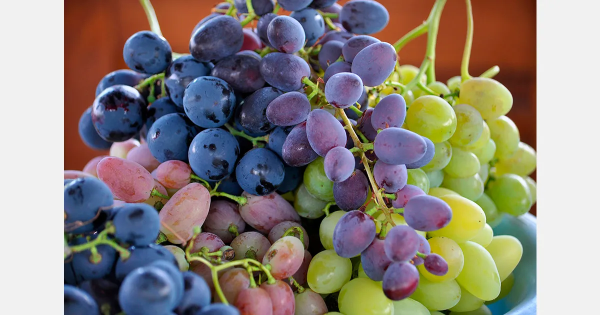 Экспорт столового винограда из Чили в сезоне 2025/26: 62,2 млн коробок
