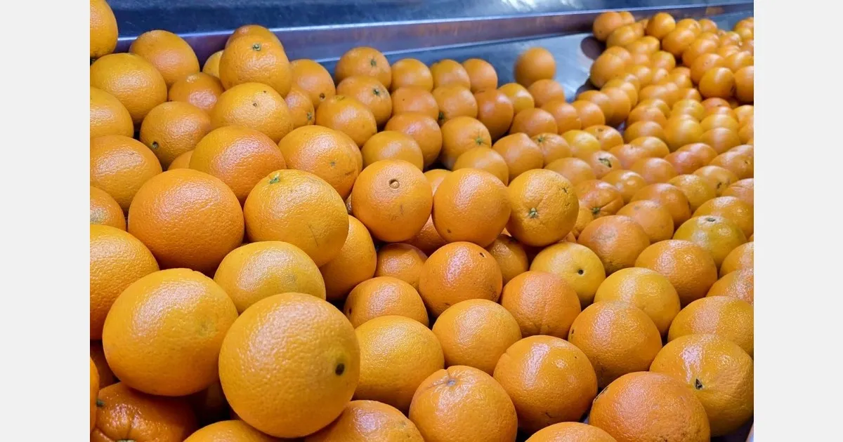 Экспорт цитрусов в Персидский залив остановлен из-за рисков логистики