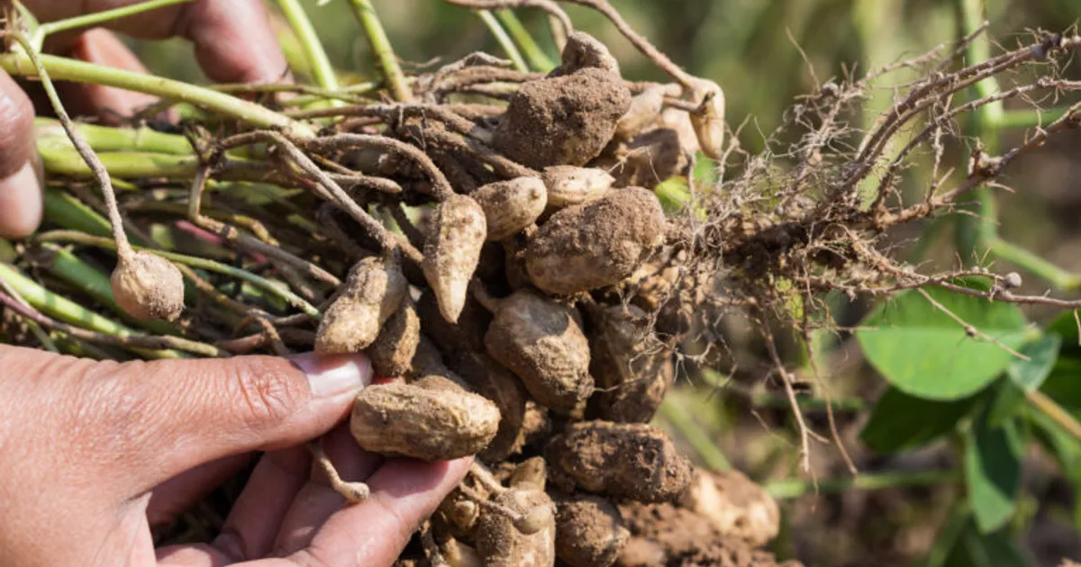 Ген дикого арахиса усиливает защиту культурных растений