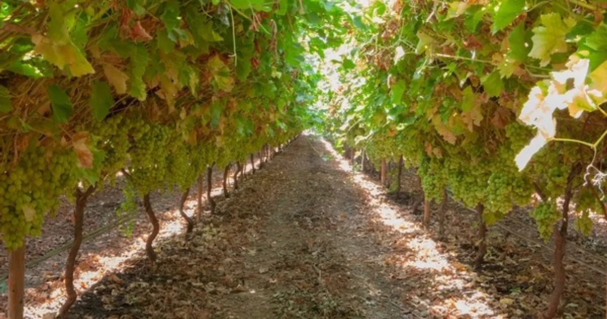 Борьба с незаконными посадками винограда в Перу усиливается