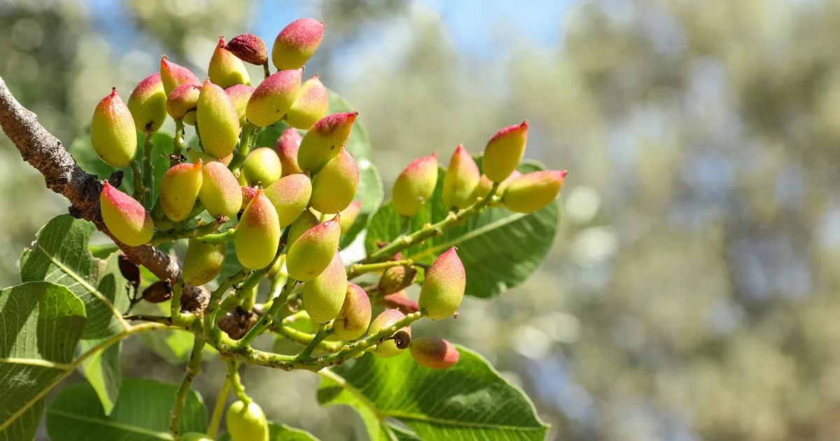 Марокко развивает производство фисташек на фоне растущего спроса