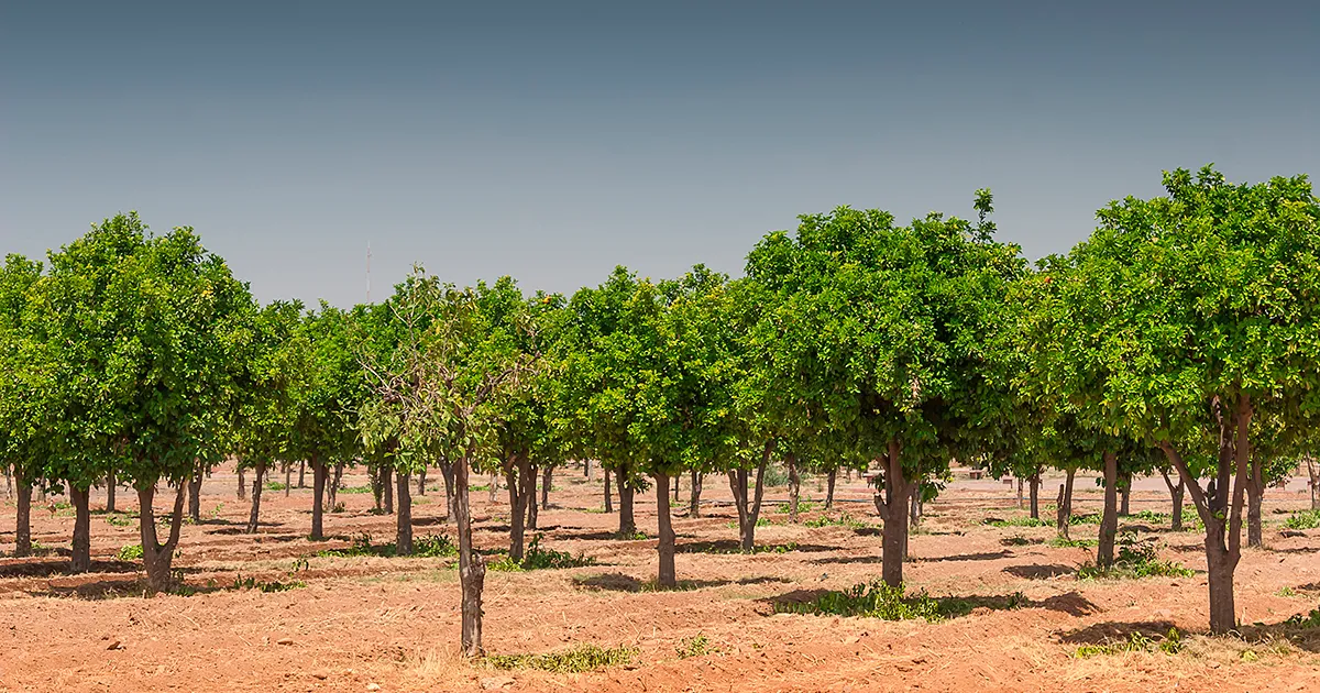 Дrought в Флориде: как фермеры спасают цитрусовые