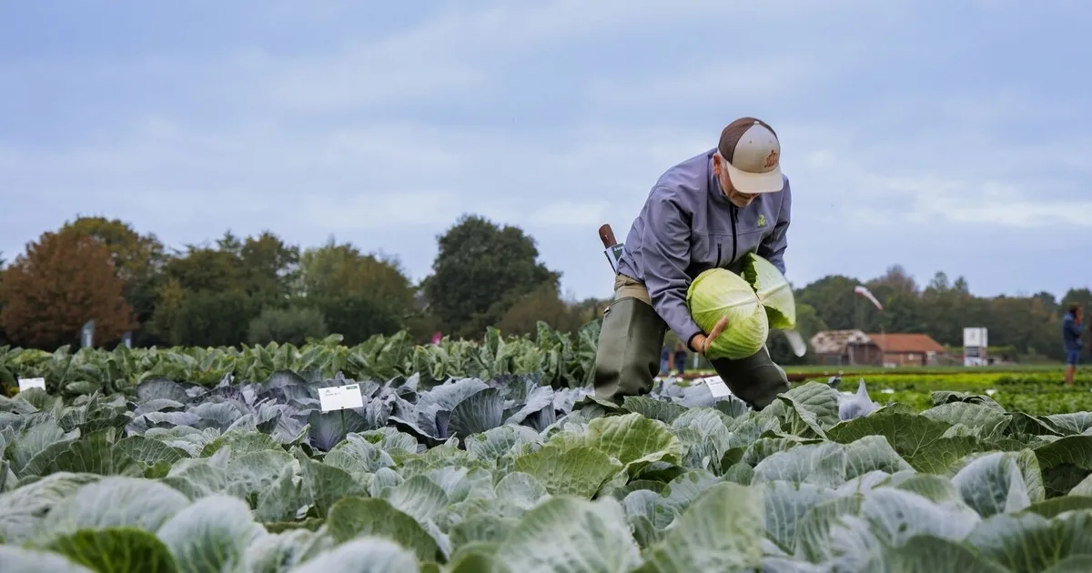 Устойчивые сорта капусты и механизация в производстве