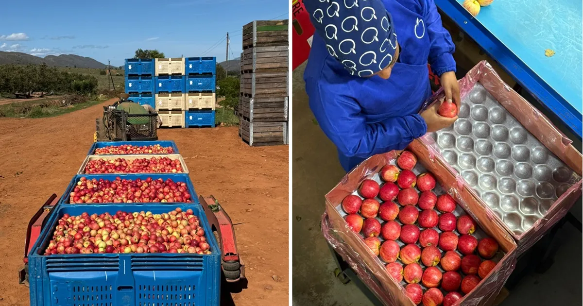 Урожай яблок и груш в Ланклоф: как бороться с непогодой
