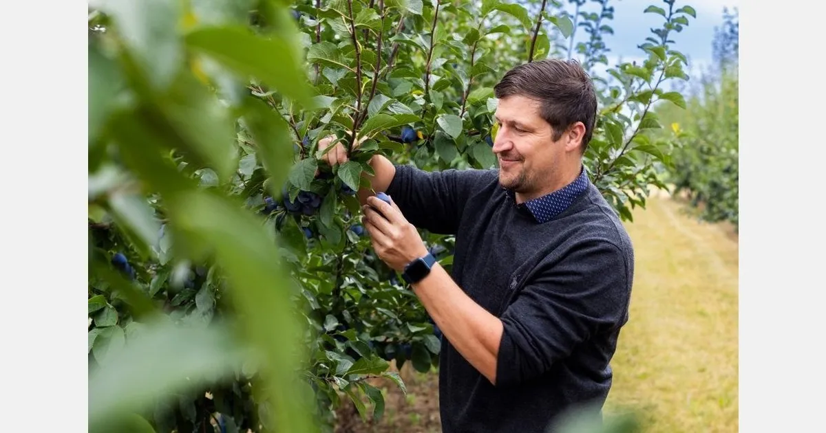 Фрукты: Hochfrucht GmbH усиливает продажи и переработку черешни