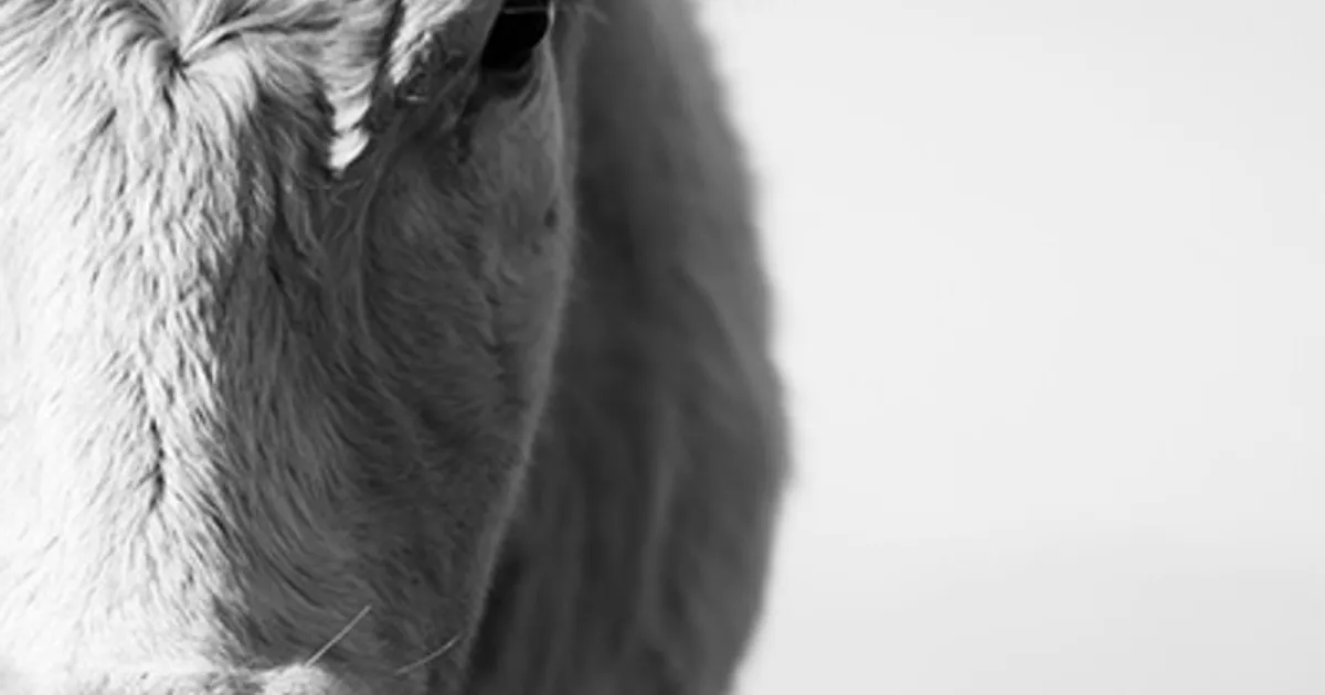 Фьючерсы на КРС в начале недели резко упали на CME в США