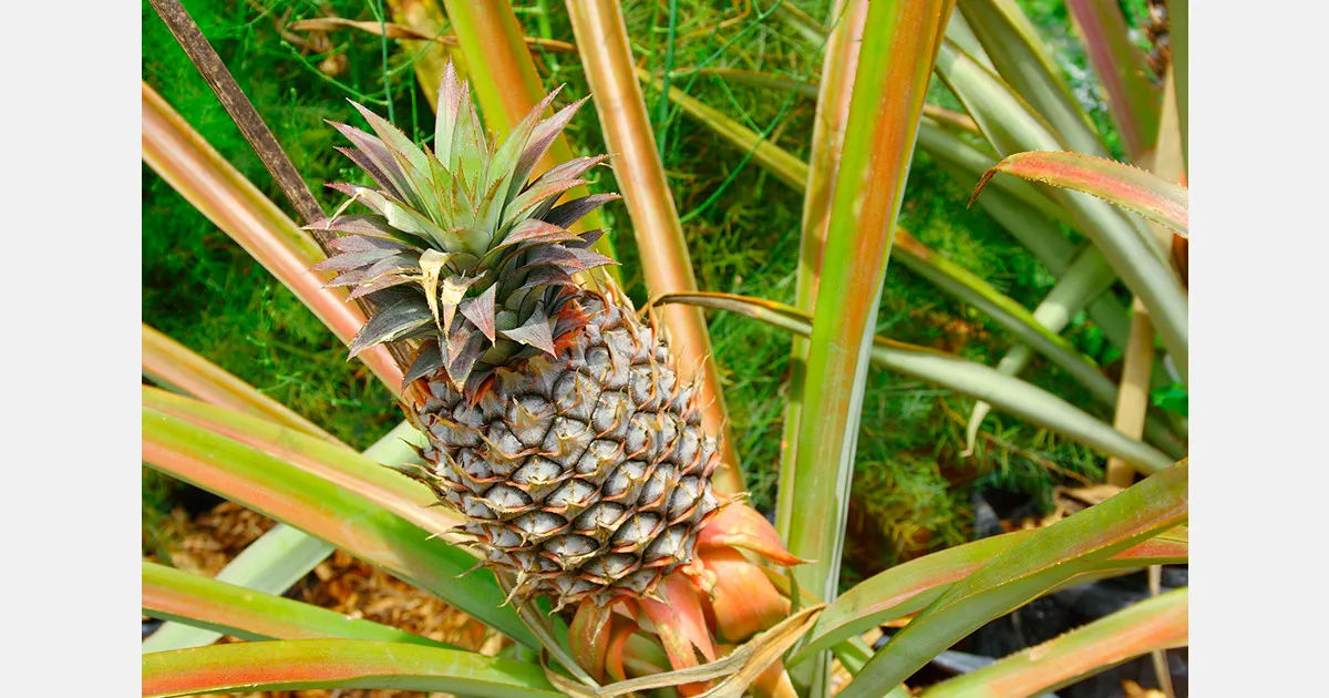 Гана тестирует выращивание ананаса в засушливых регионах