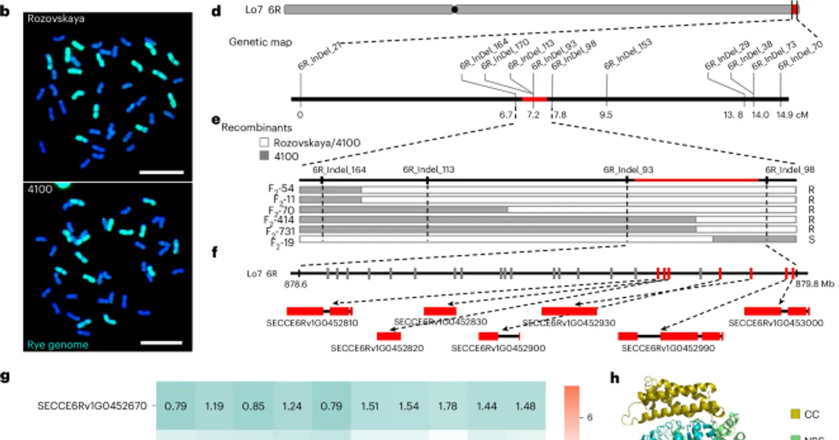 Ген устойчивости Yr83: рожь помогает защитить пшеницу от ржавчины