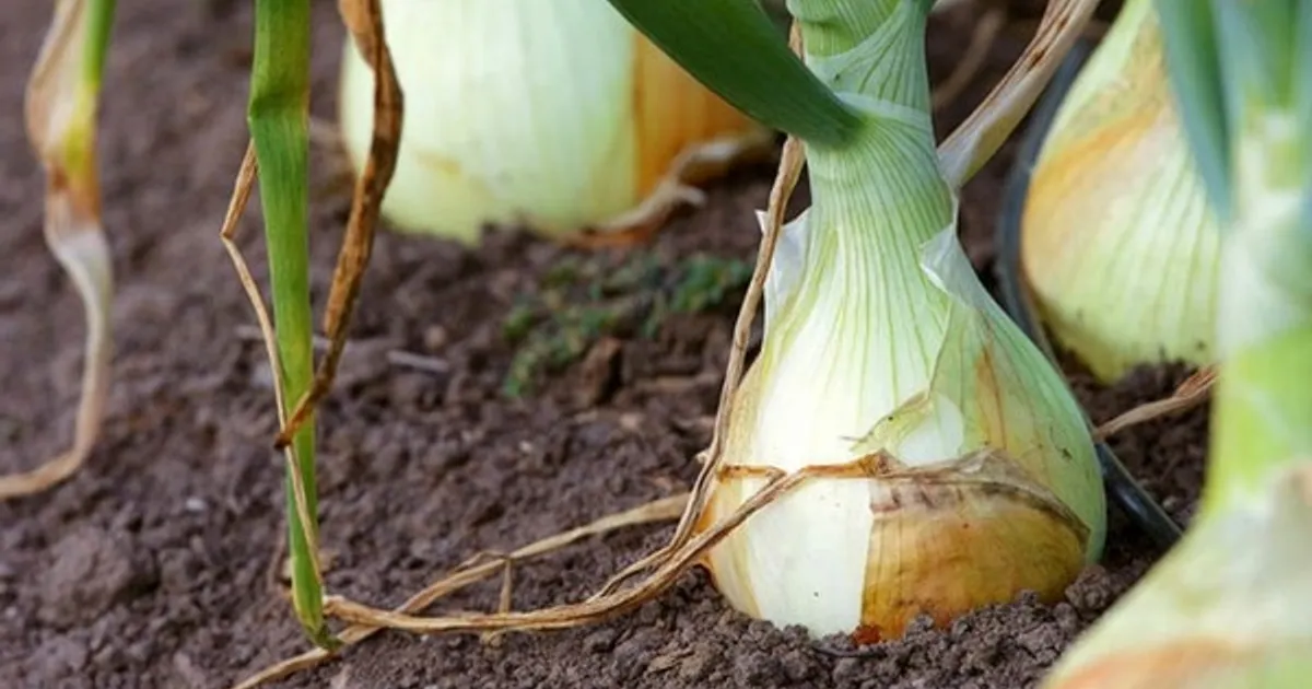 Фермеры Джорджии избежали потерь от заморозков