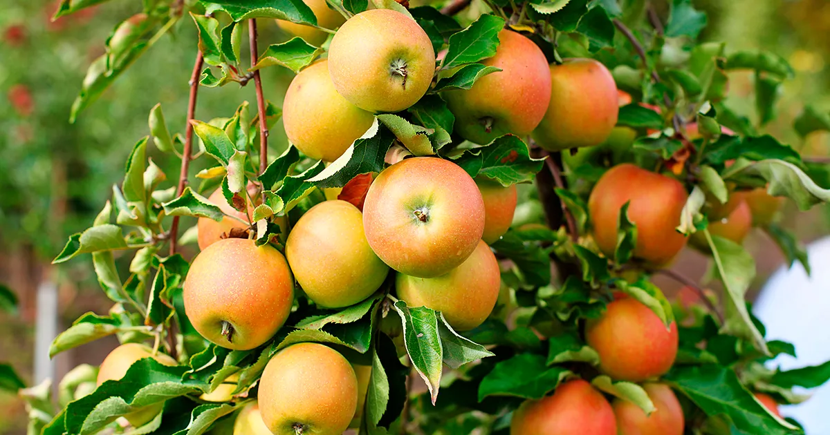 Экспорт яблок Грузии вырос на 86% в феврале этого года