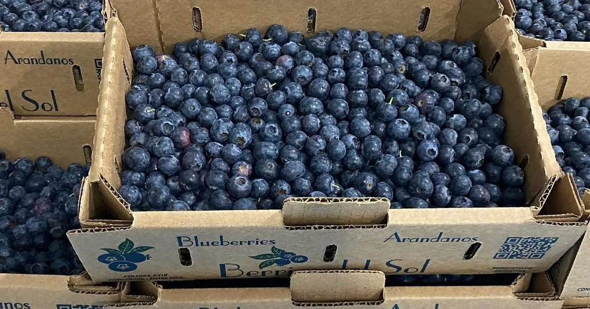 Глобальный спрос на чернику опережает предложение