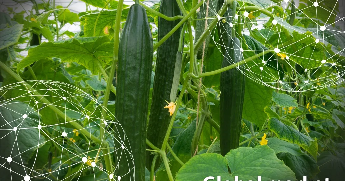 Мировой рынок овощей: огурцы в условиях погодных трудностей