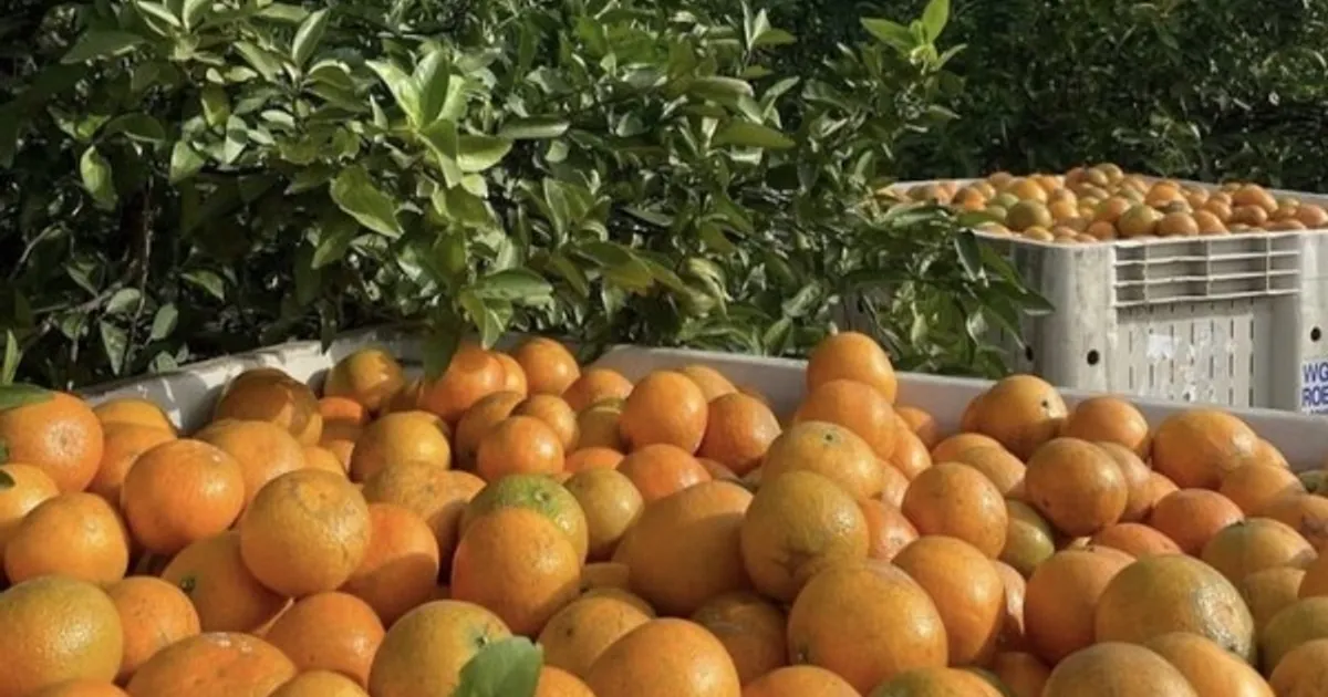 Флорида: качество апельсинов выше, но урожай ниже