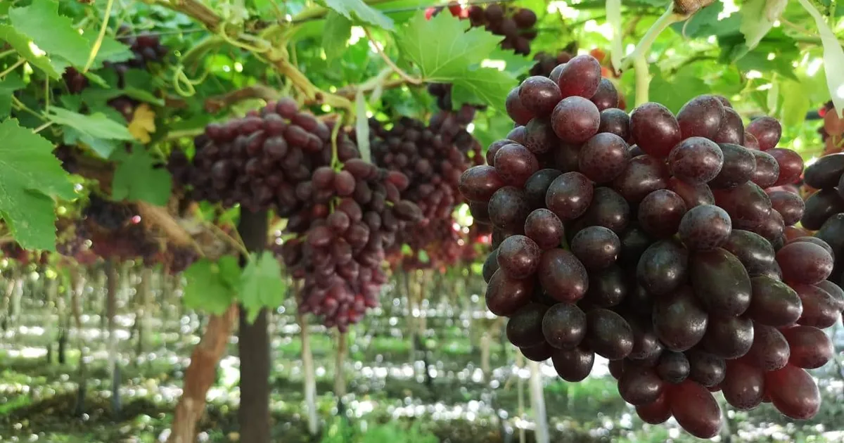 Цены на виноград вырастут после сложного сезона