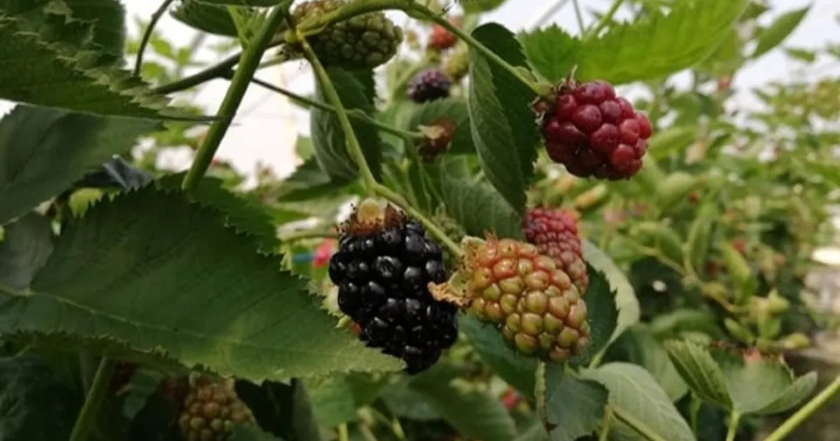 Греческие производители малины, клубники и черники начинают активизацию