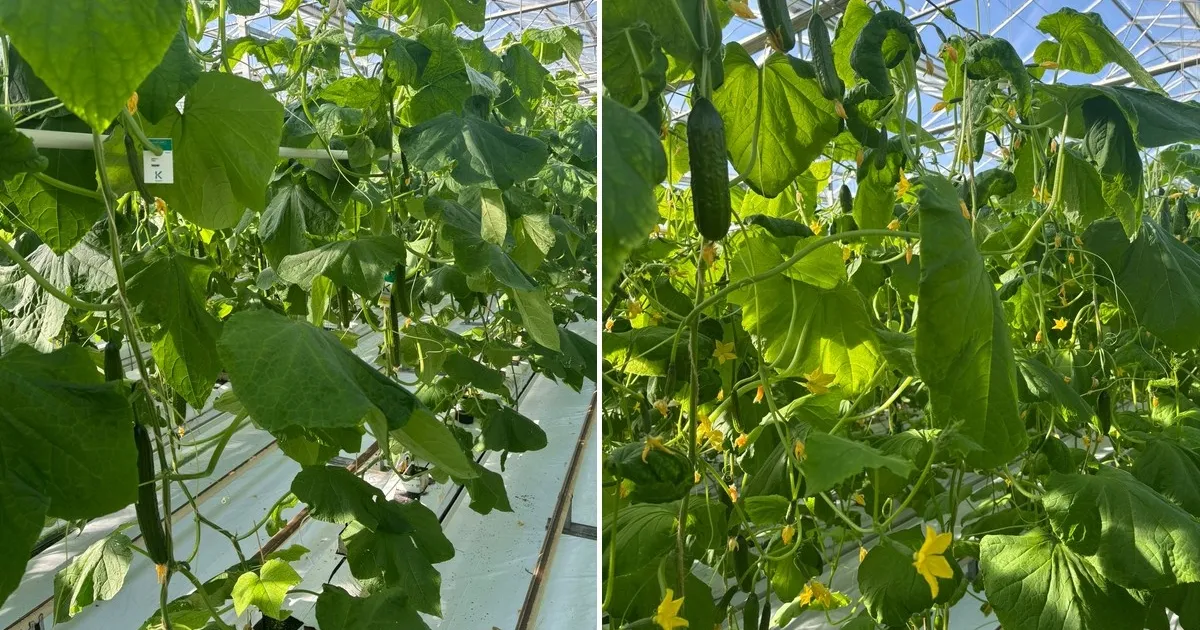 Спрос на региональные баклажаны растёт в Германии