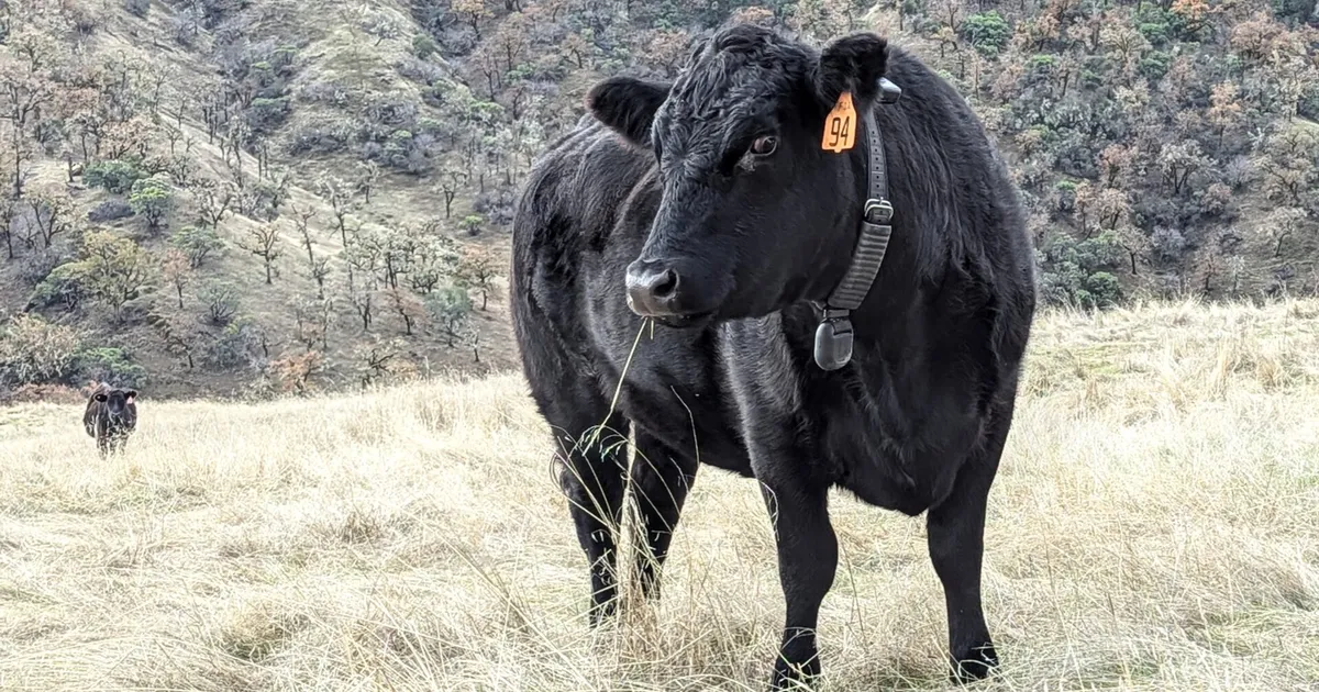 Halter привлекла $220 млн для виртуального ограждения