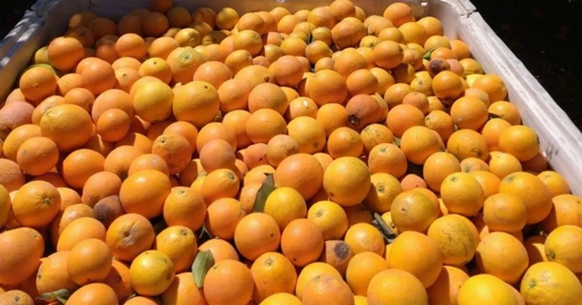 Жара вызывает опасения у садоводов цитрусовых