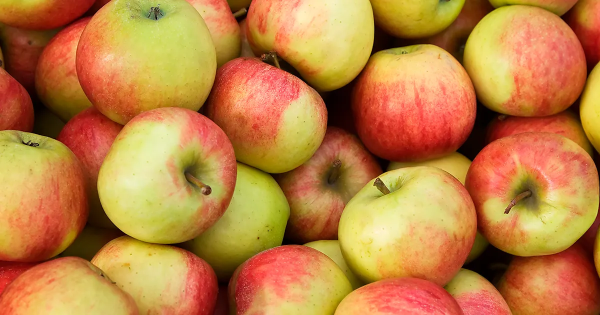Урожай яблок в Индии вырос, но остаётся нестабильным