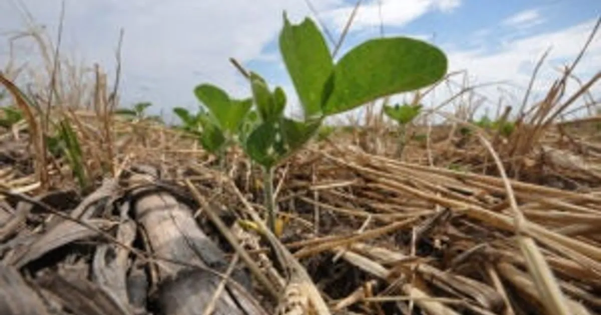 Как растения останавливают рост для выживания в стрессовых условиях