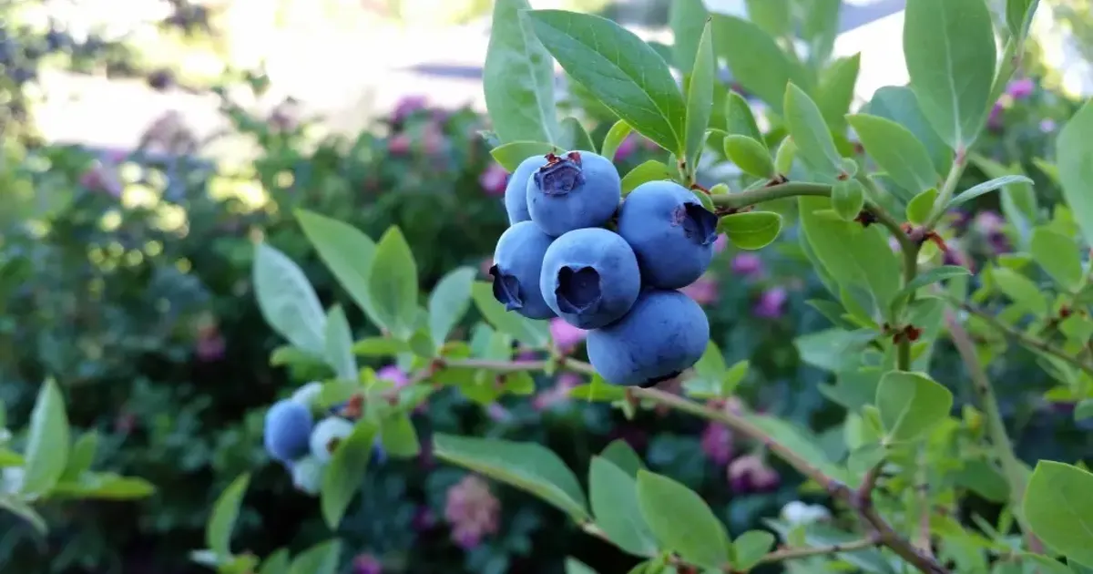 Как ухаживать за голубикой для быстрого роста и урожая