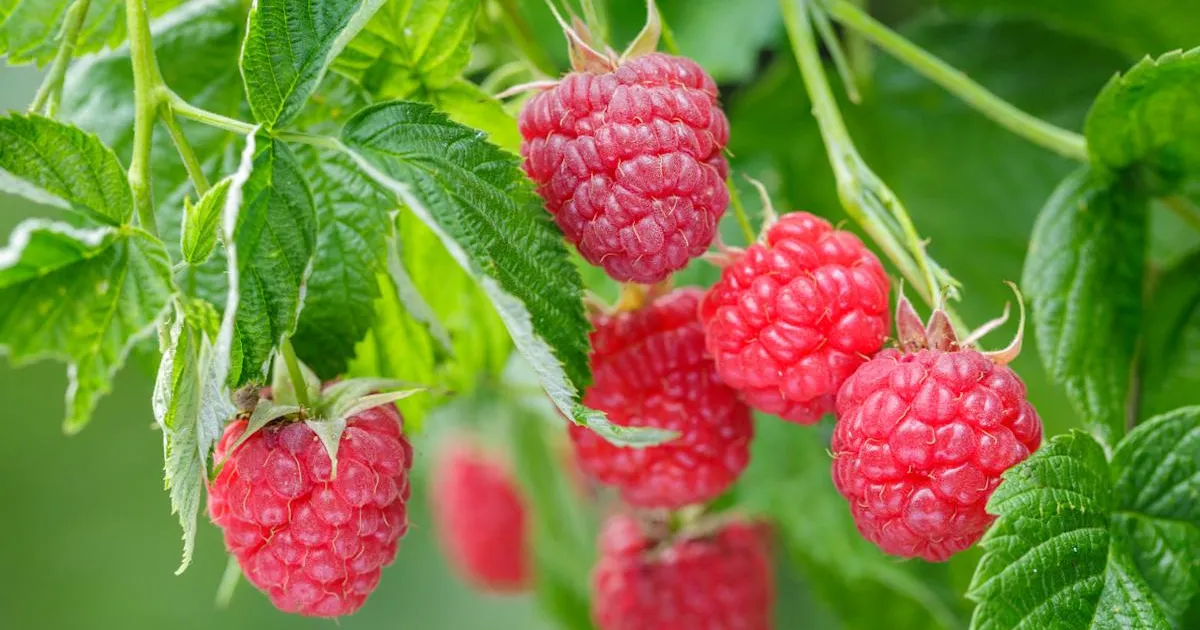 Как выращивать и ухаживать за малиной