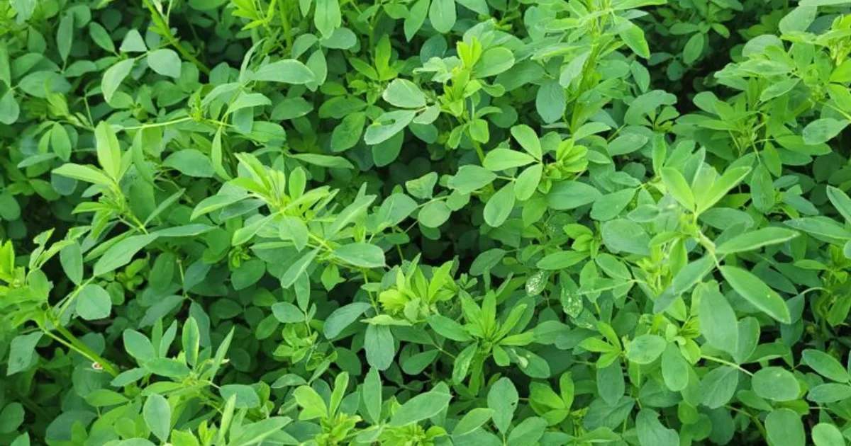 Почему при правильной норме высева всходы редкие?