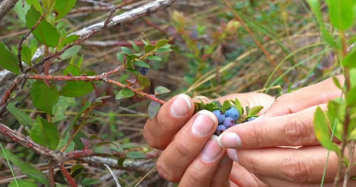 Сохранение андийской голубики: опыт Эквадора