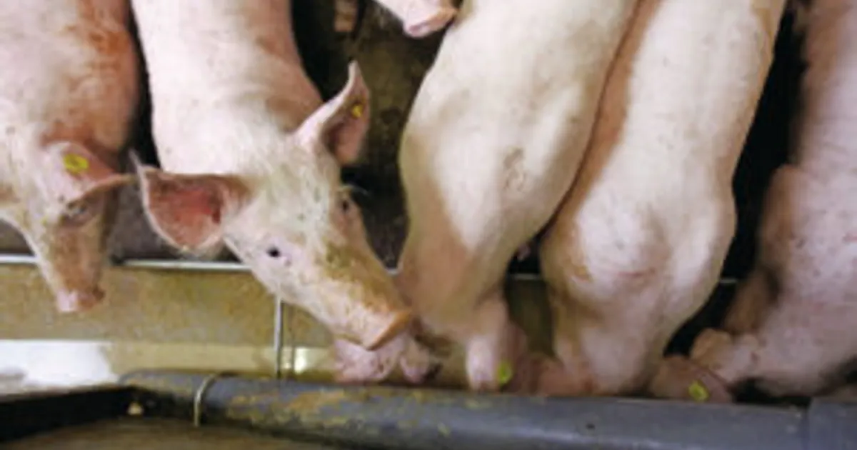 Как улучшить прогноз при СПРС у свиней