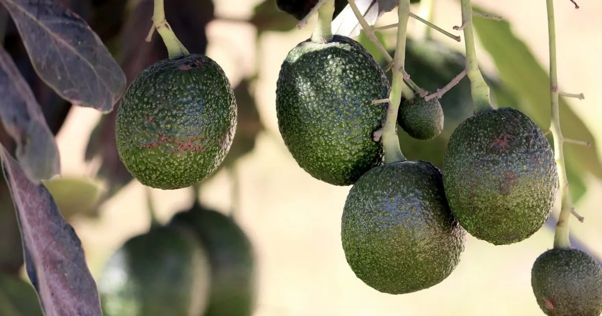 Мексиканские авокадо набирают популярность в Европе