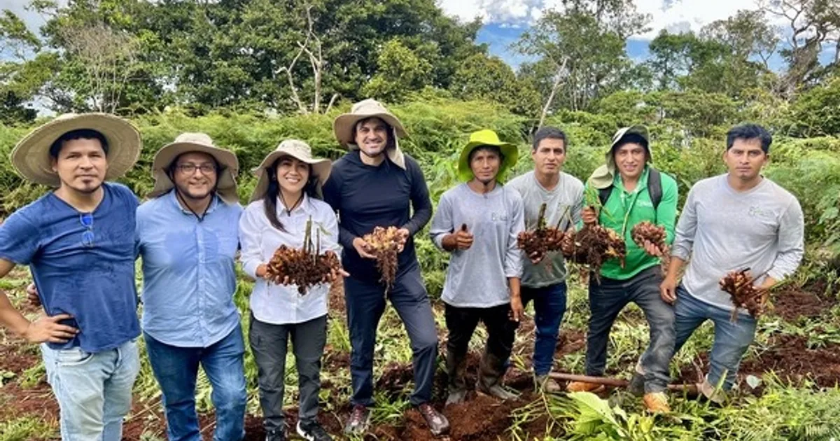 Рост стоимости доставки может повлиять на стабильность цен на импортный имбирь