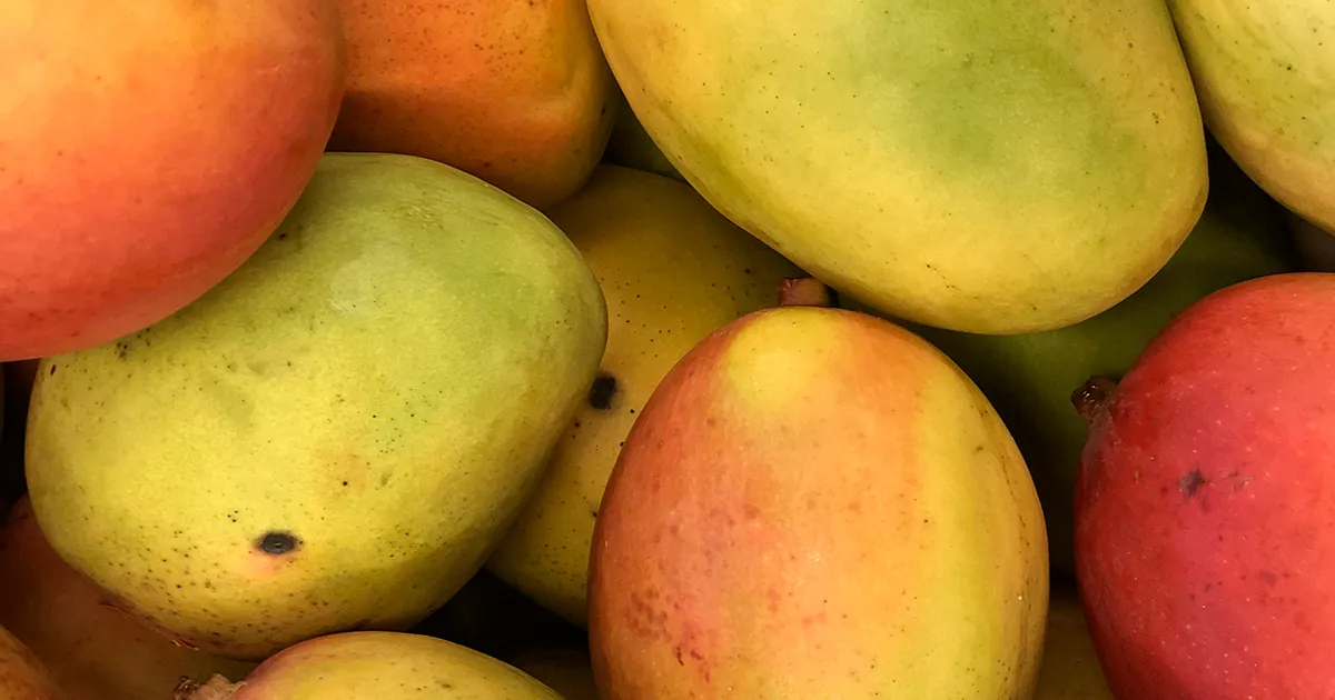 Экспорт алфонсо-мango из Индии под угрозой