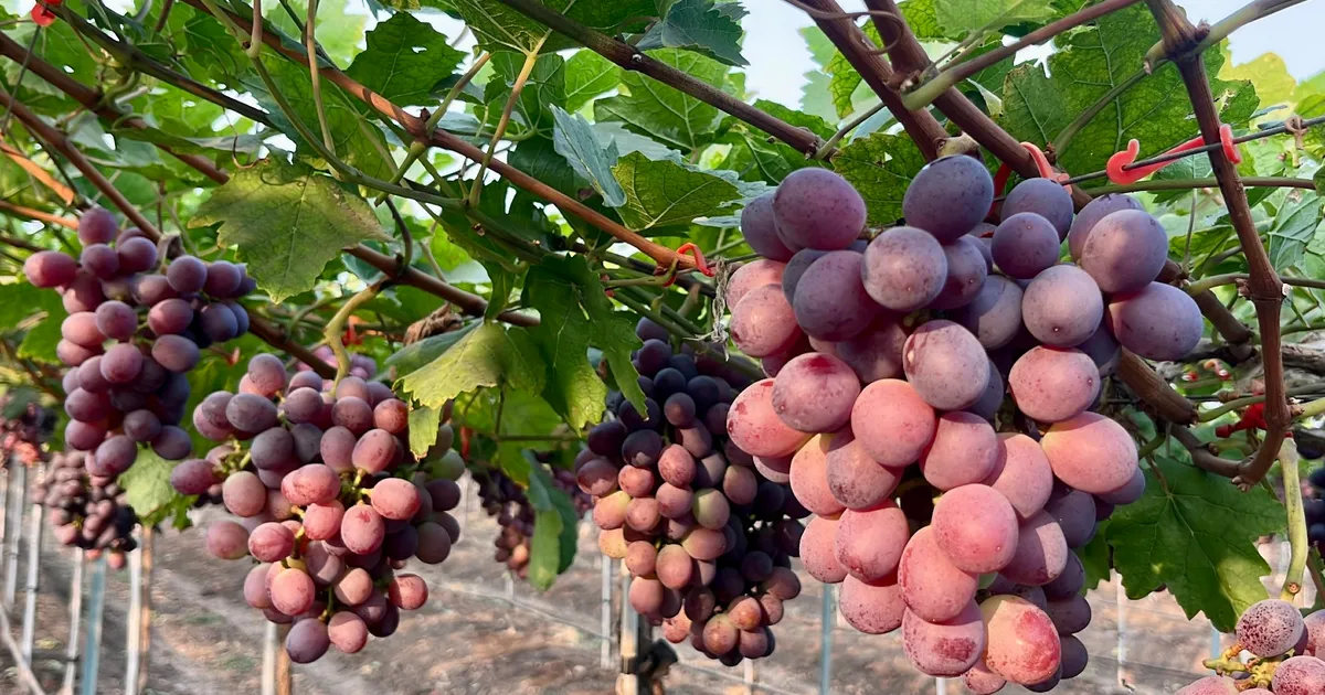 Новые сорта винограда в Индии: экспорт и урожаи