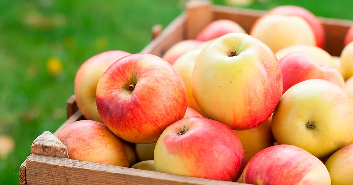 США и Индия: новые правила импорта яблок и минимальных цен