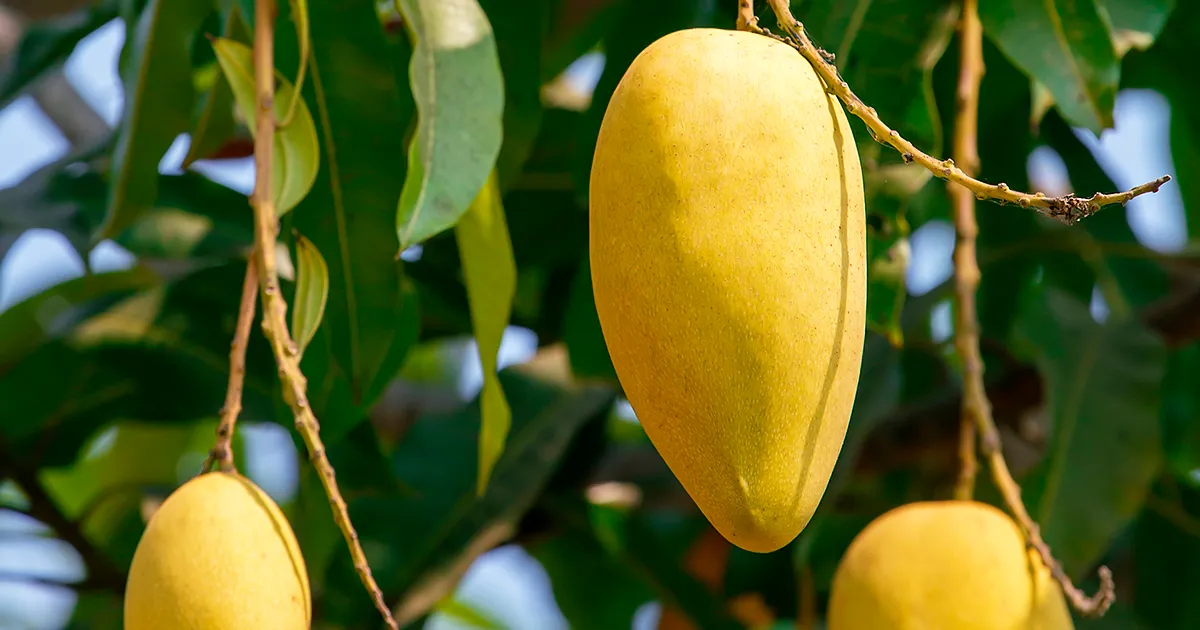 Цены на манго Хапус вырастут из-за снижения урожая