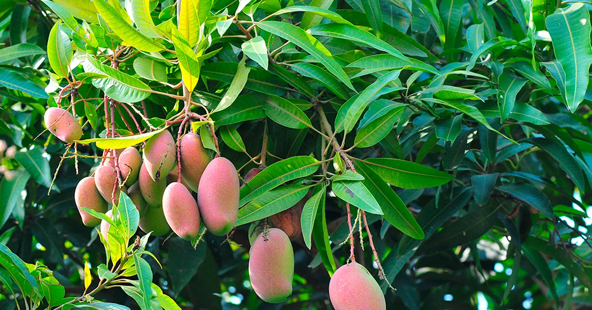 Дожди в Индии улучшили прогноз урожая манго