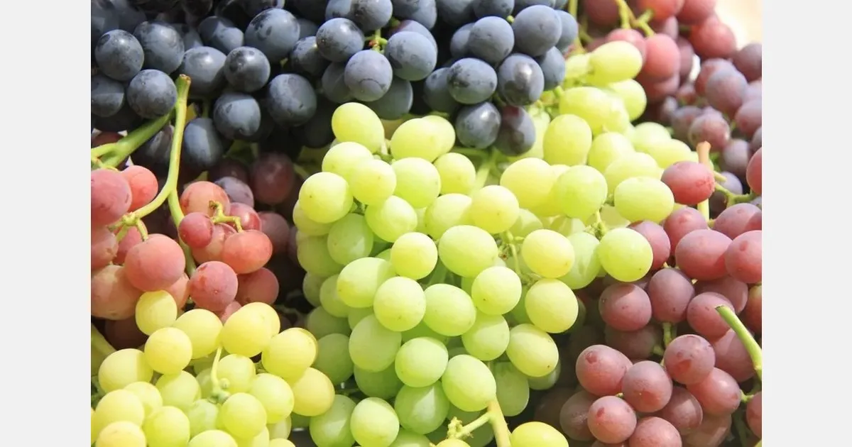 Индия запускает производство премиальных сортов винограда