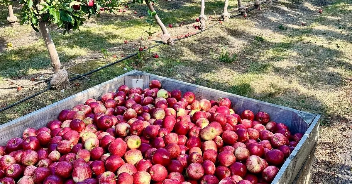 Система Infopome улучшила учет яблок и груш