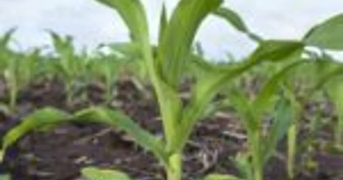 Фермеры Айовы поддержали проверку цен на удобрения