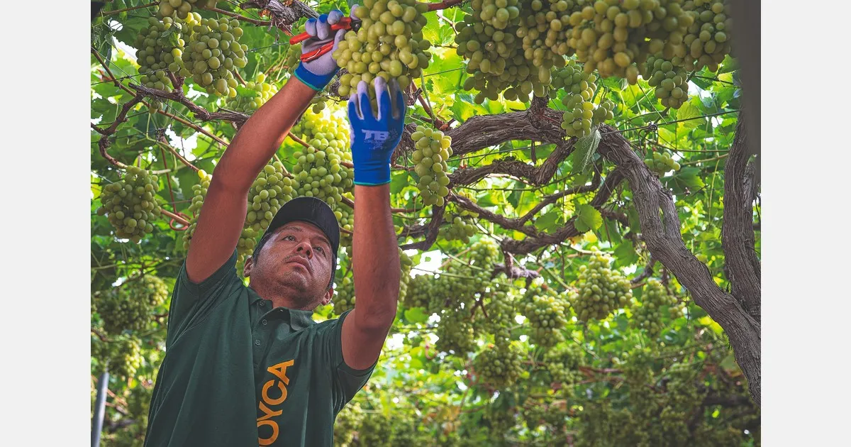 Испанские столовые виноградники: беззерновые сорта меняют рынок