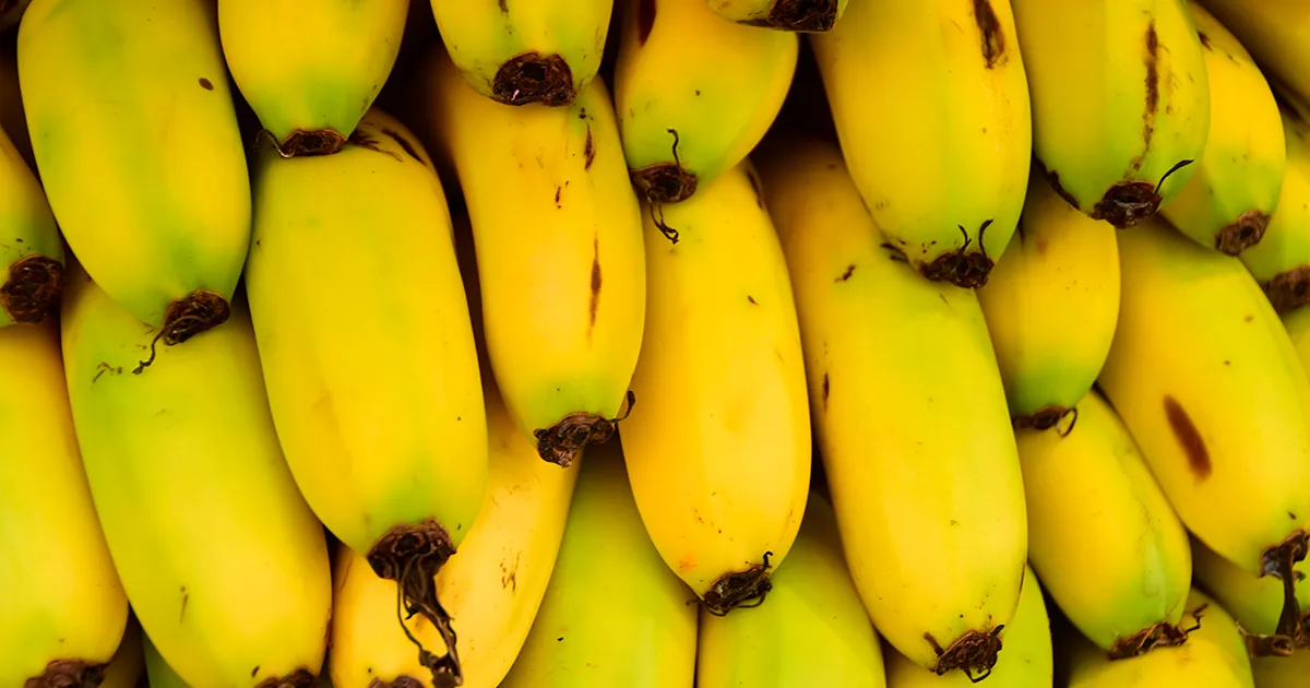 Восстановление банановодства на Ямайке и угроза TR4