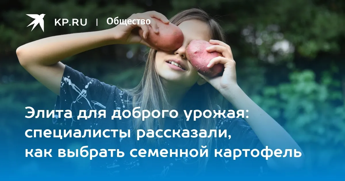Как выбрать семенной картофель для хорошего урожая в 2026 году