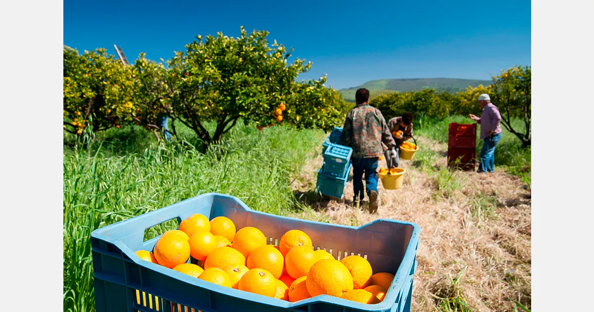 Проблемы калифорнийских фермеров: импорт, цены и регулирование