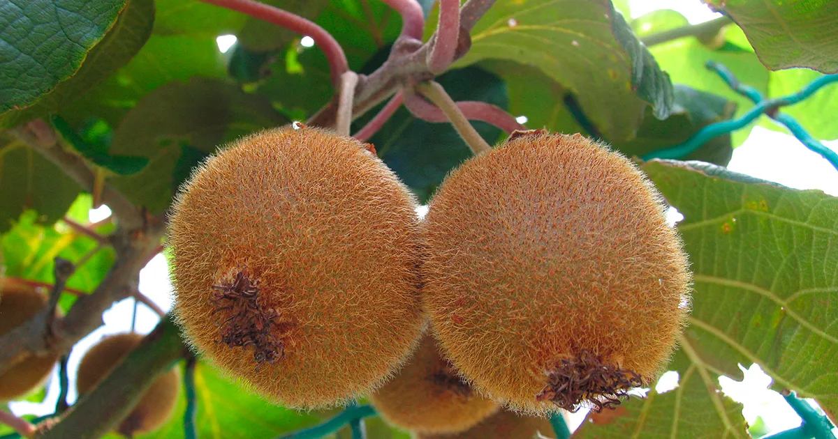 Фермер из Новой Зеландии получил награду за заслуги в садоводстве