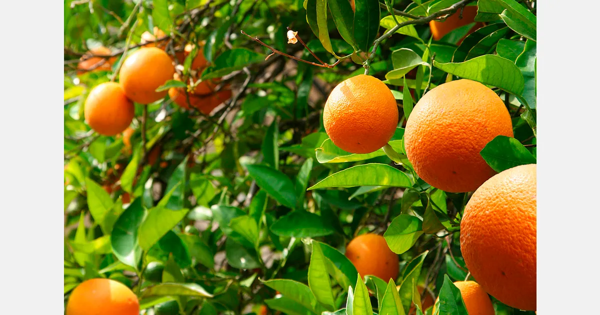 Климатоадаптация фруктов: Кыргызстан тестирует цитрусы и ягоды