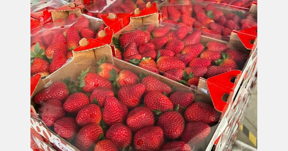 Клубника из Италии: качество растёт, рынок оживится на две недели