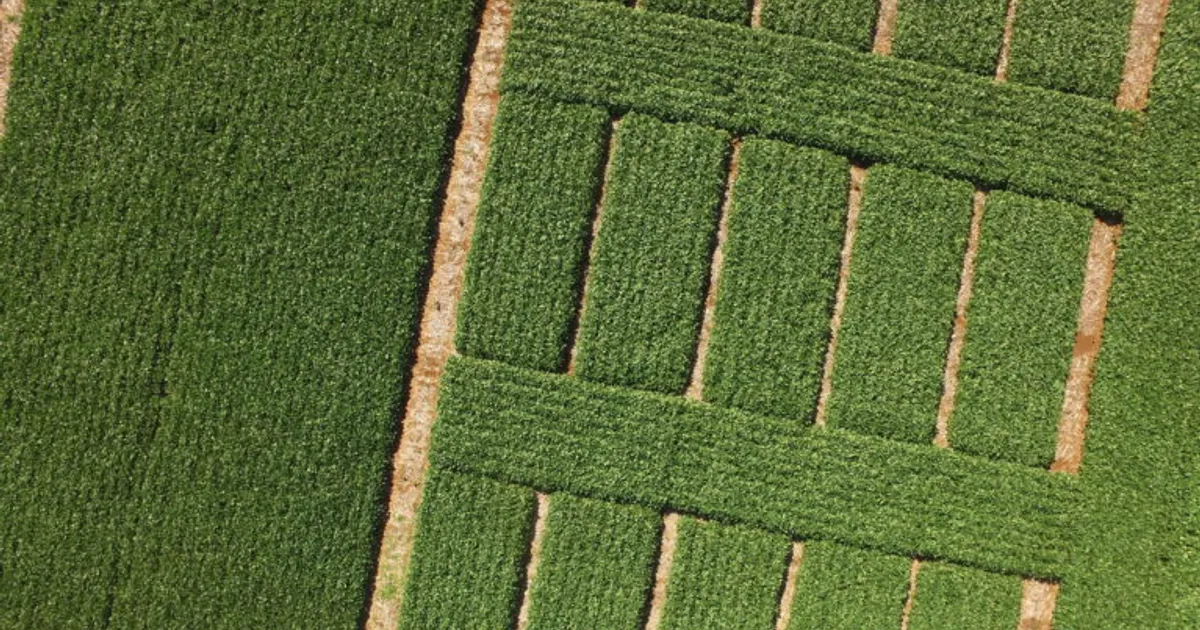 Аргентина задаёт новый стандарт испытаний сои к 2026 году